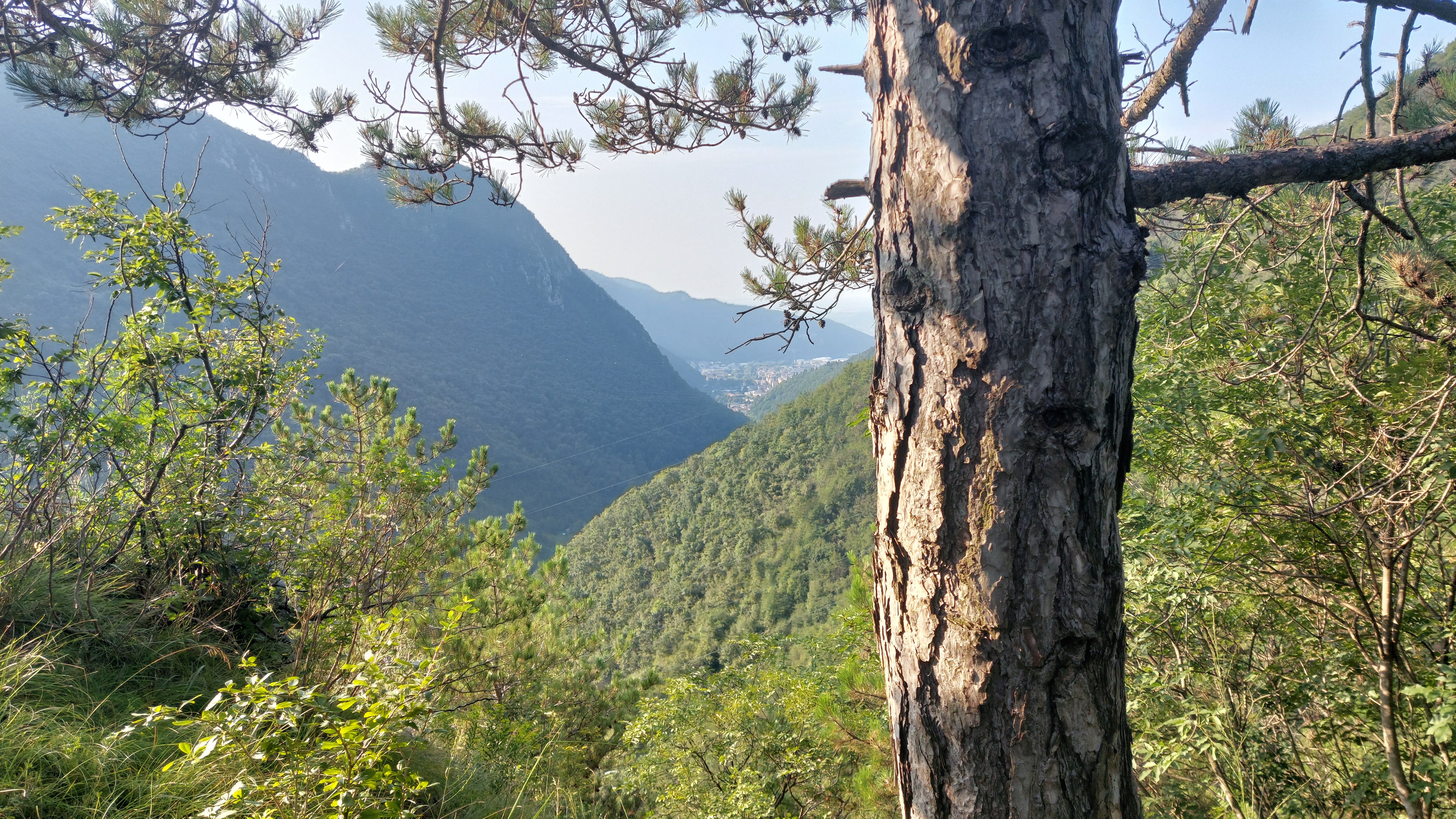 Panorama